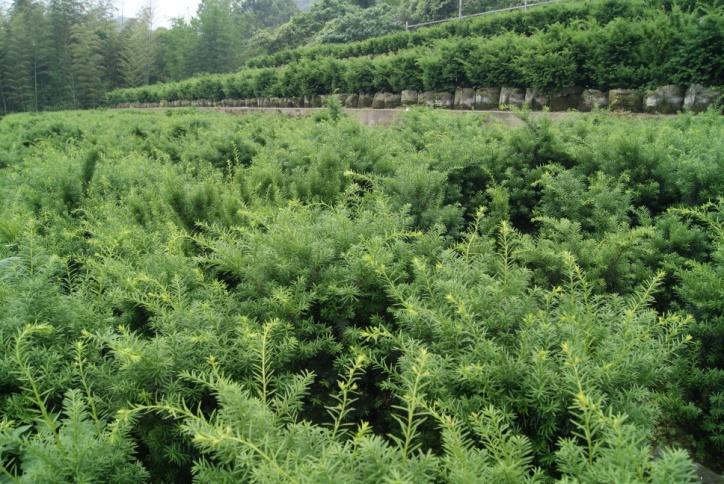 重庆南泉红豆杉,北碚青峰山红豆杉