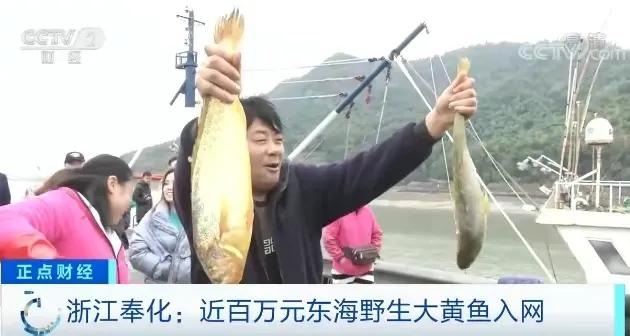 浙江渔民一网捞2000多斤黄鱼,宁波渔民捕获1500多斤野生黄鱼