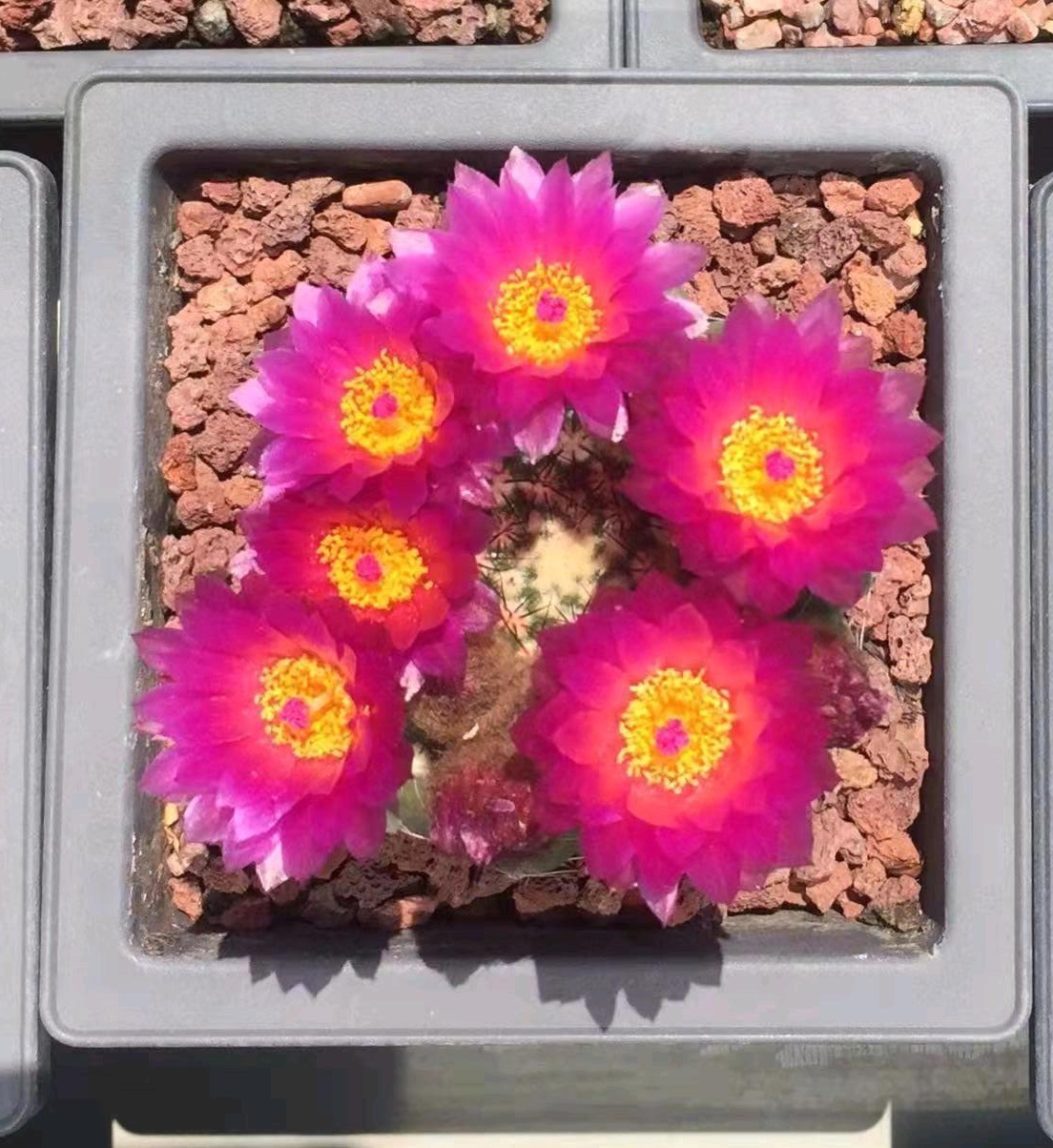 9种很会开花的仙人球，个个颜值高、开花勤奋，养护也简单