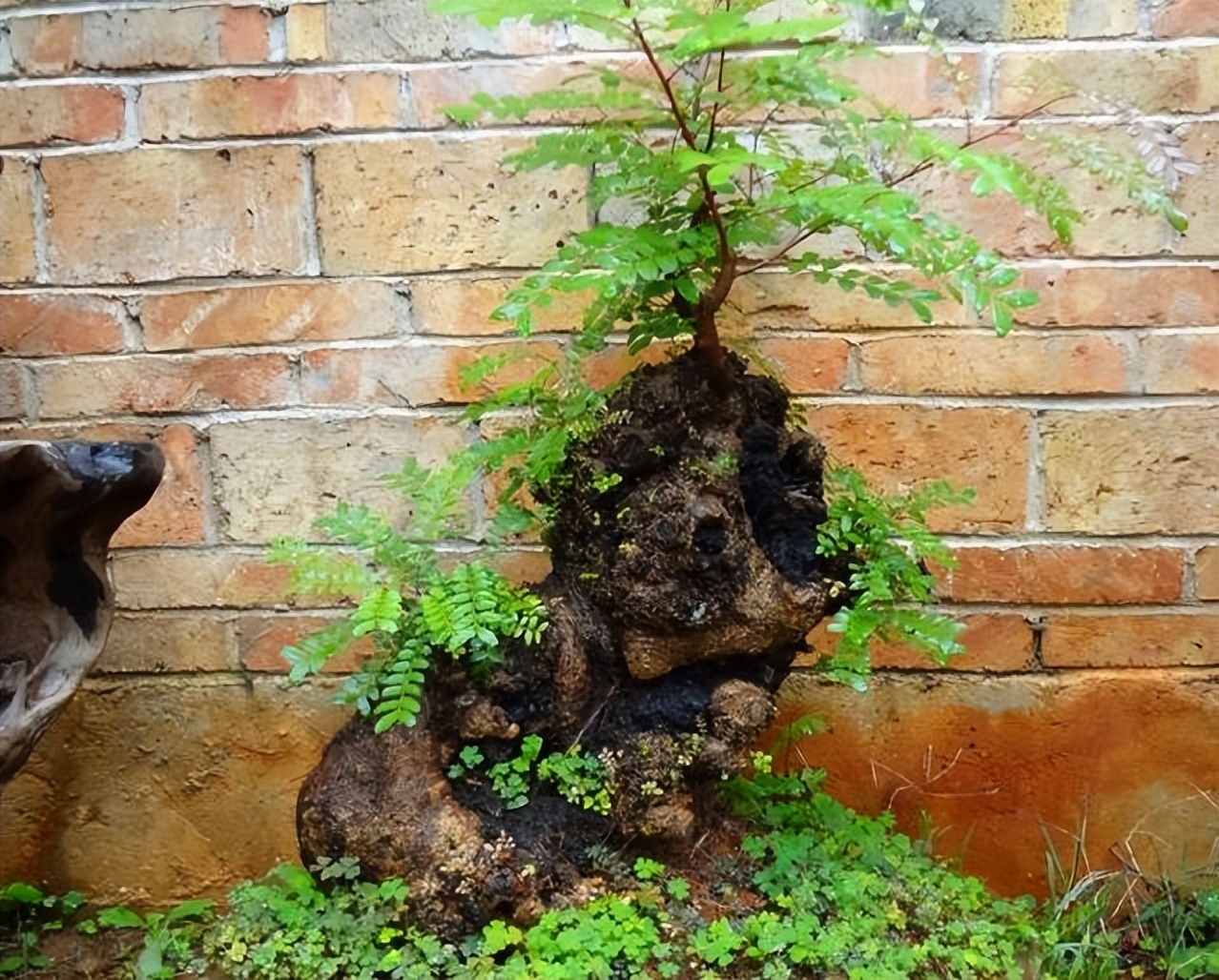 这3种花更值得拥有,这3种花一定要养