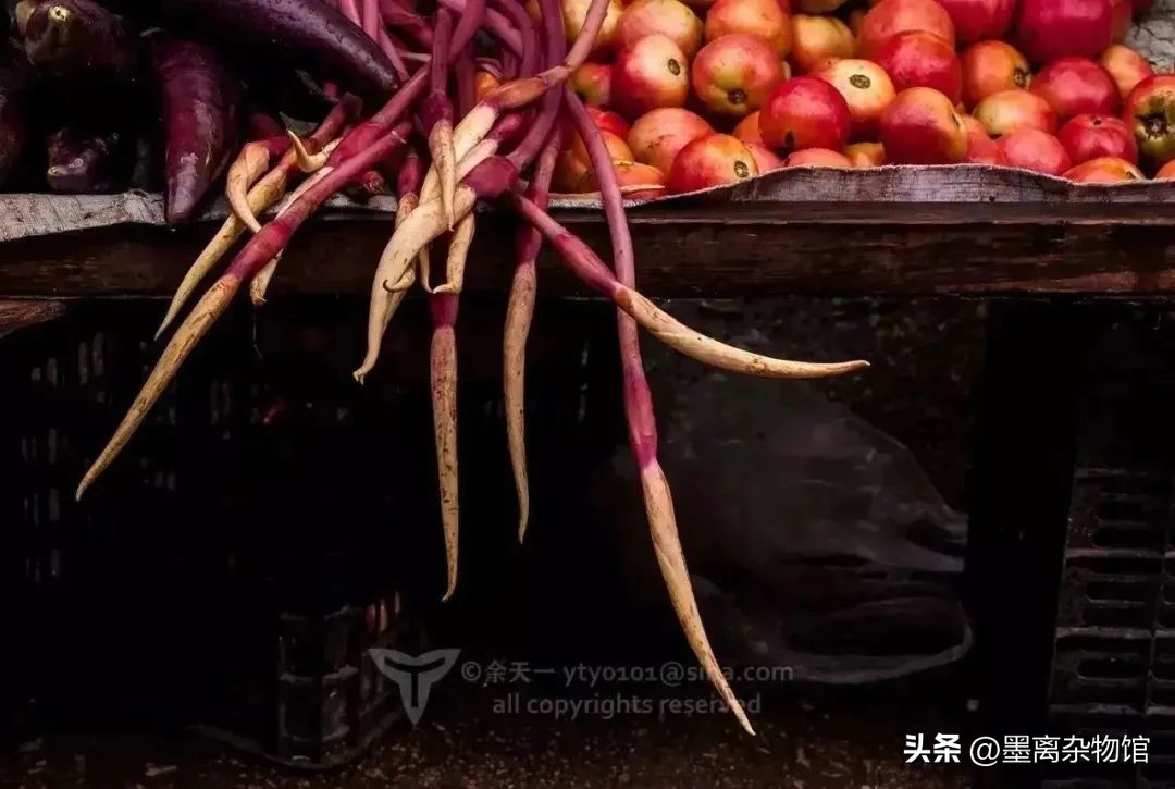 有一种植物浑身都是刺,形似芋头的有毒植物