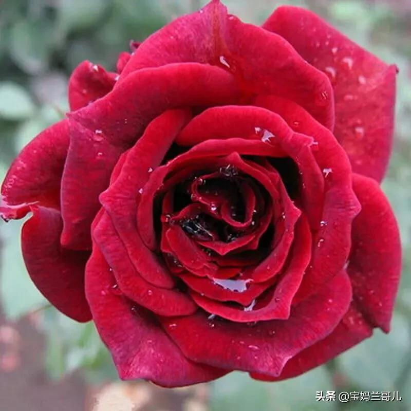 漂亮又特别的玫瑰花图片,特别漂亮的彩色玫瑰花图片