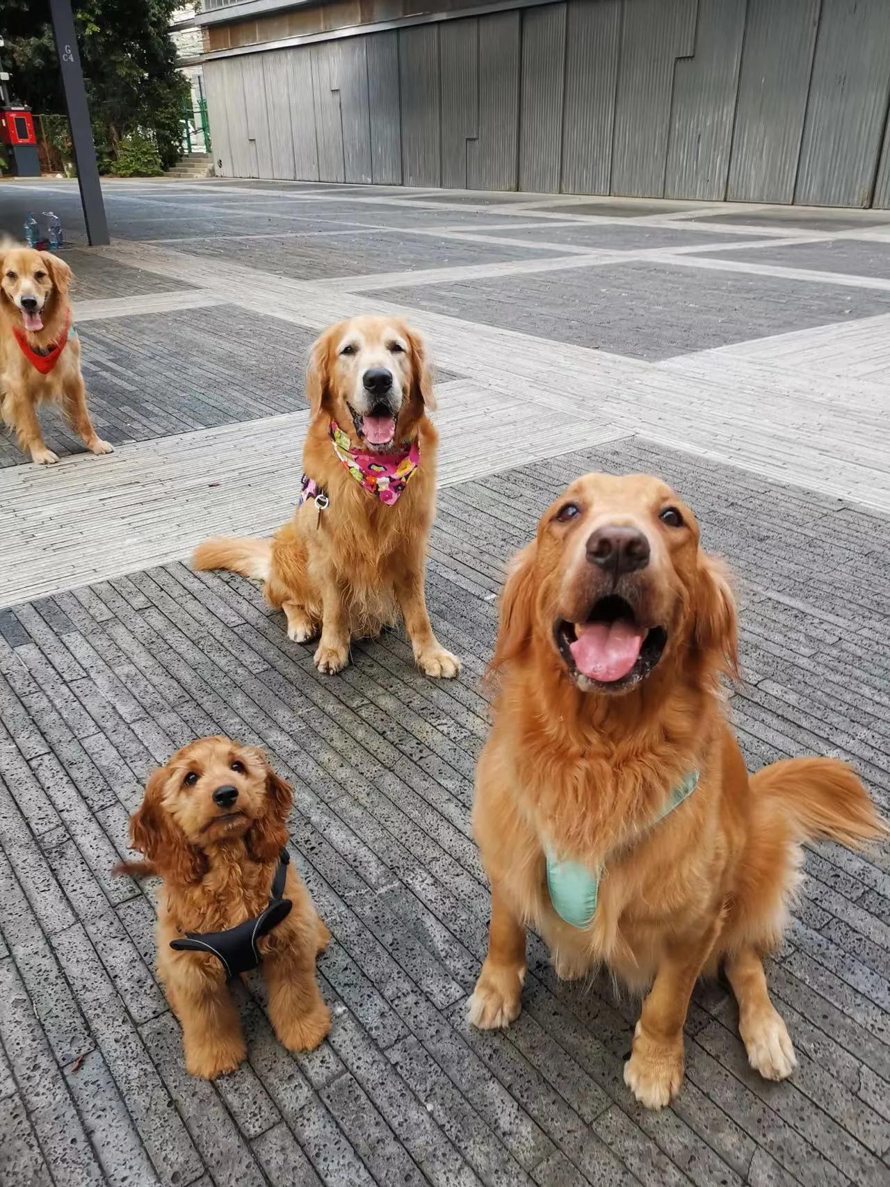 我不是金毛，是英国可卡犬—水煎包的自我介绍,包子麻麻的讲述