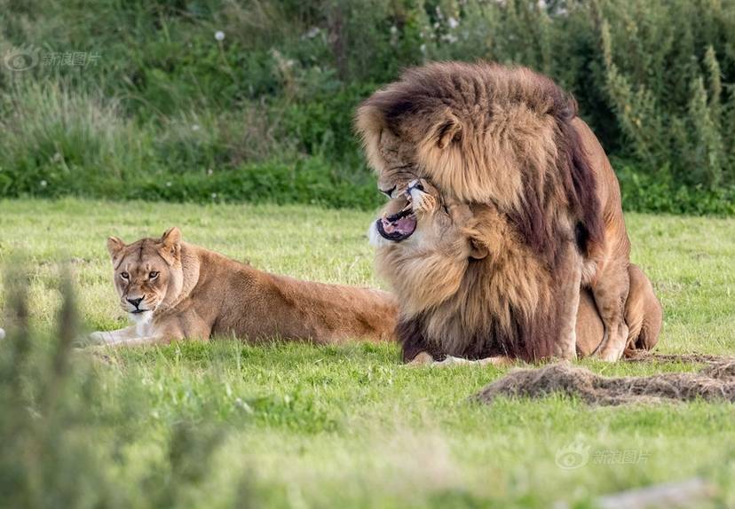 排卵期有什么特别之处吗,排卵期的女人