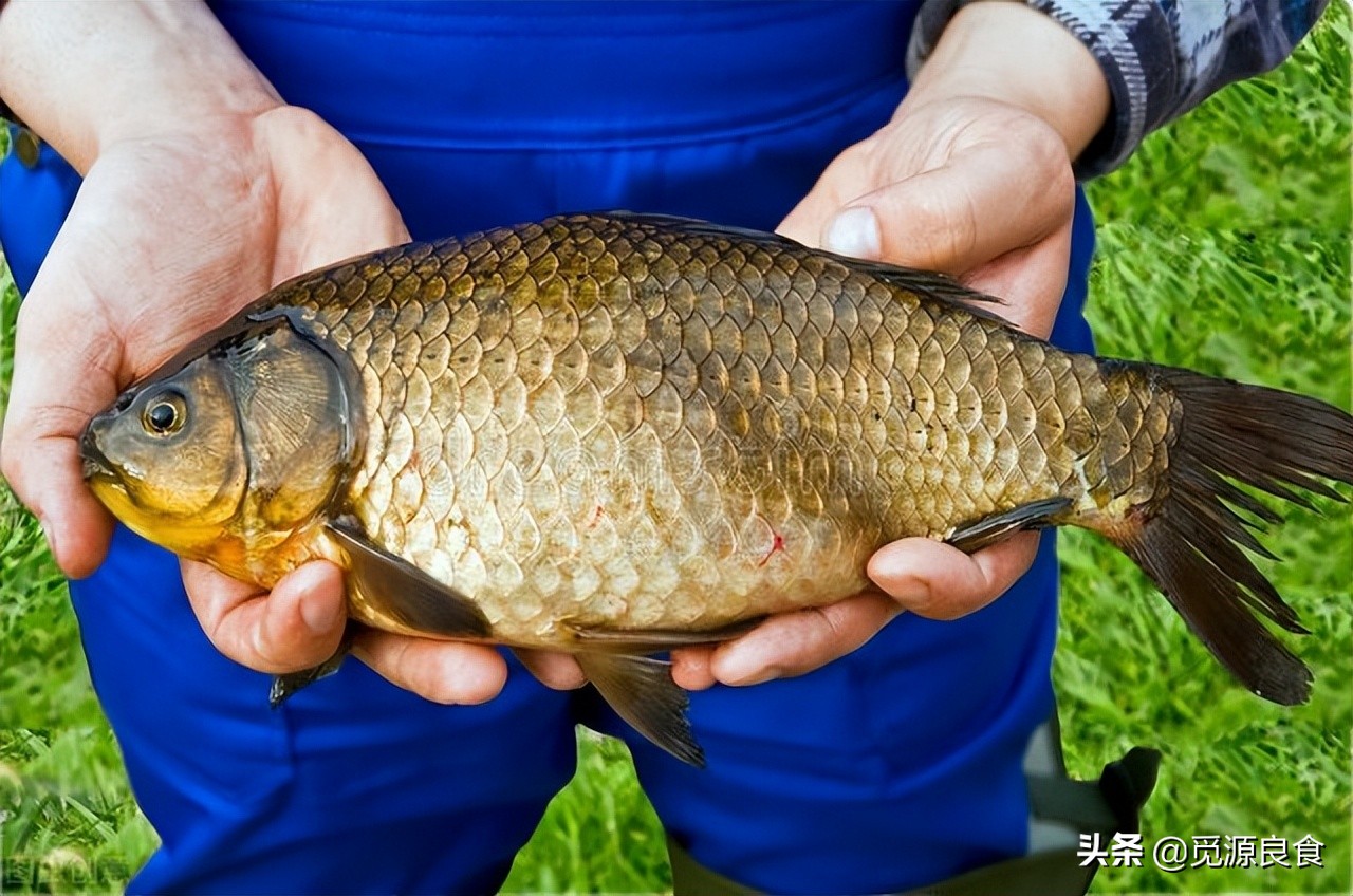 买鲫鱼竿好还是买综合竿,买鲫鱼大的好还是小的好