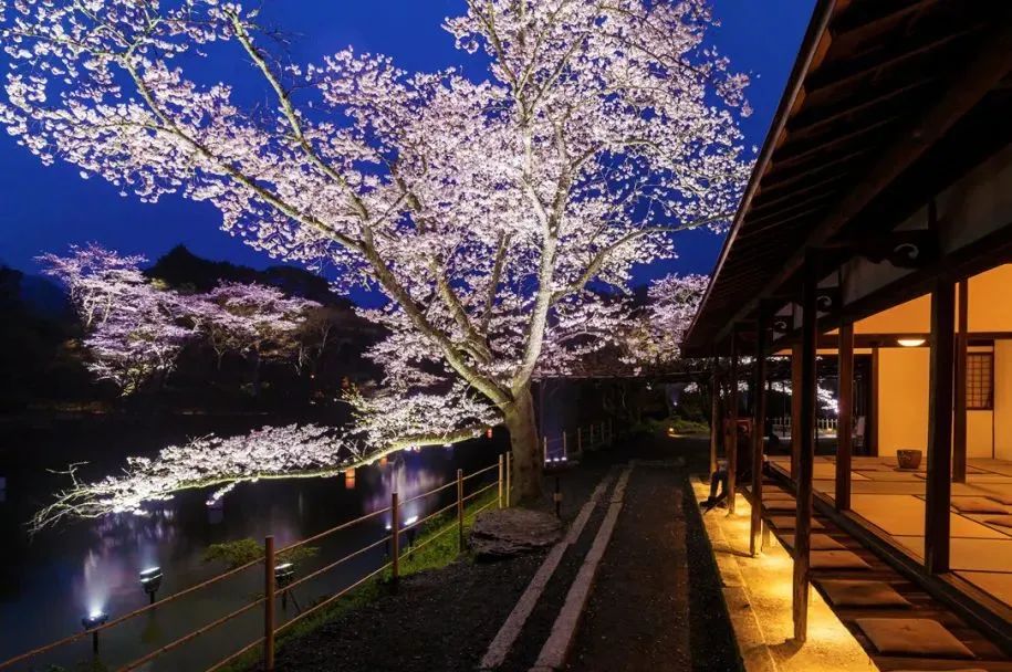 2023日本樱花什么时候开花,2023年日本樱花开放预测