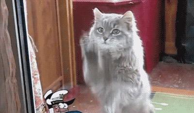 救命！猫咪太黏我了怎么办？