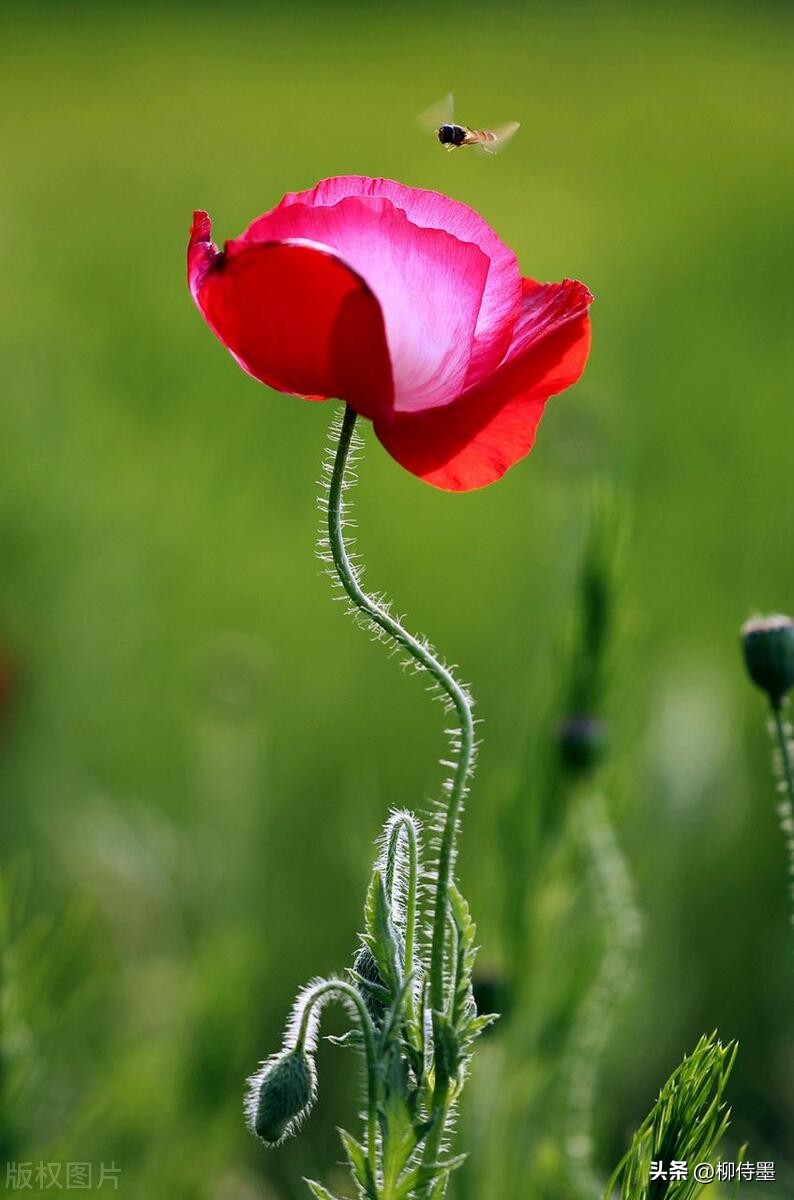 如何拍摄高清花朵照片教程,拍照技术技巧花朵