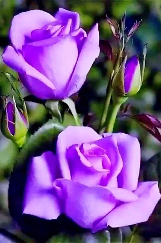 玫瑰是爱情的使者,玫瑰是每个女人的最爱