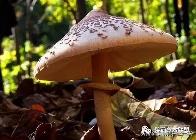 蘑菇中毒最常见品种,有毒蘑菇的八种识别方法