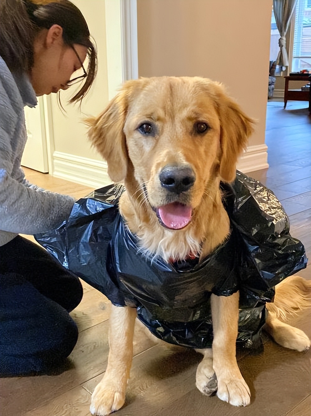 激怒狗子的方法找到了！最后一招最管用！