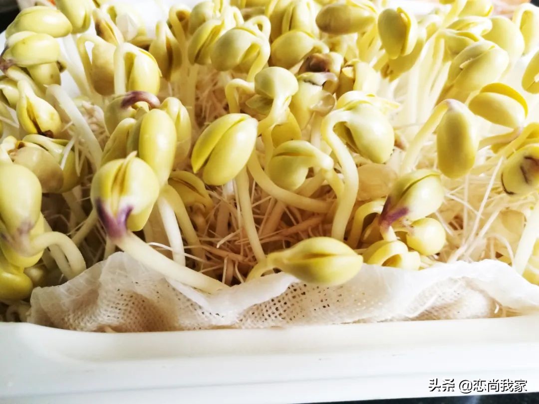 生黄豆芽老是烂豆是什么原因,怎样焯黄豆芽才又鲜又脆