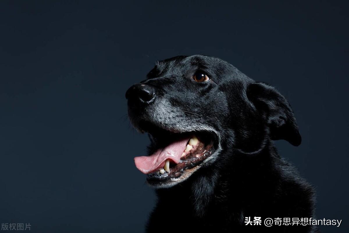 陆地上跑得最快的动物是什么,自然界奔跑最快的动物排行榜