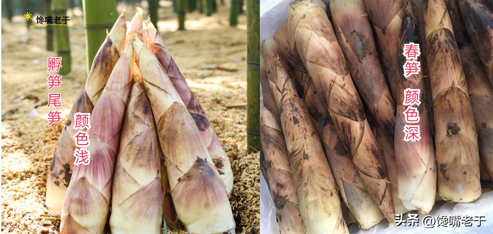 春笋几月份能买到,春笋应该买哪一种