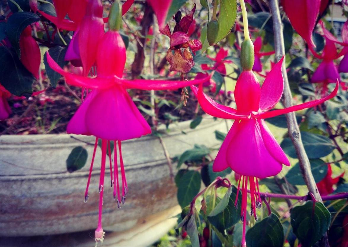 5种花浇不死浇水越多长得越旺,夏天种花早上还是晚上浇水好