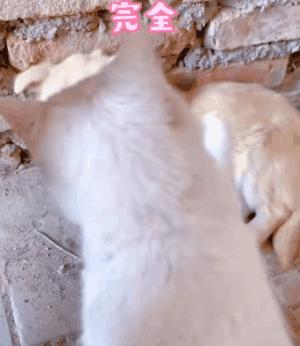 搜救犬起什么名字合适,搜救犬名字怎么取