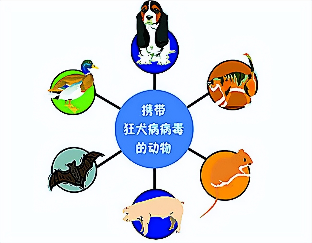 狂犬病和新冠变异,新冠狂犬病