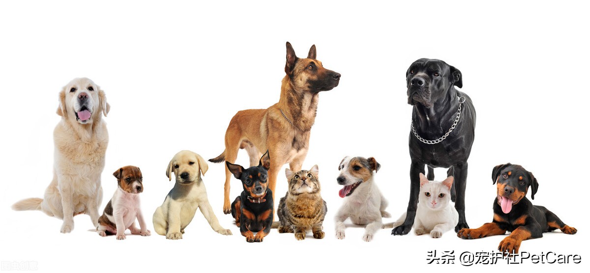 猫癣不治疗猫咪会自愈吗,猫癣不管的话会怎么样