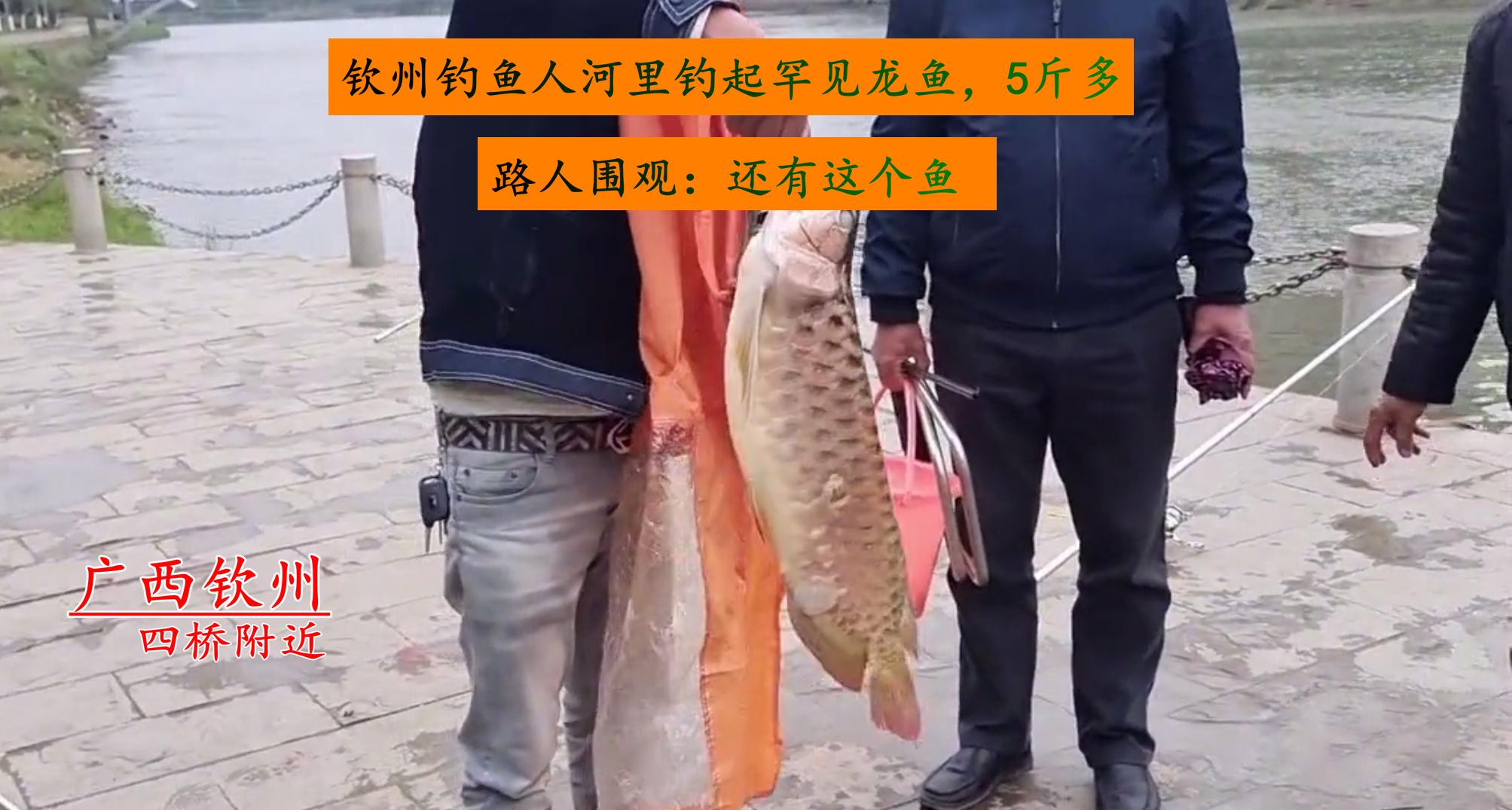 渔民钓到5斤多大黄鱼,广西一男子钓获野生金龙鱼
