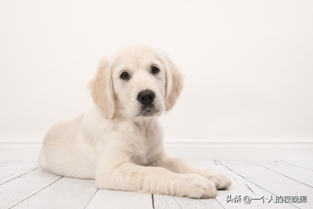 怎样判断自己养的狗是不是纯种,怎么确定自己可以养狗狗