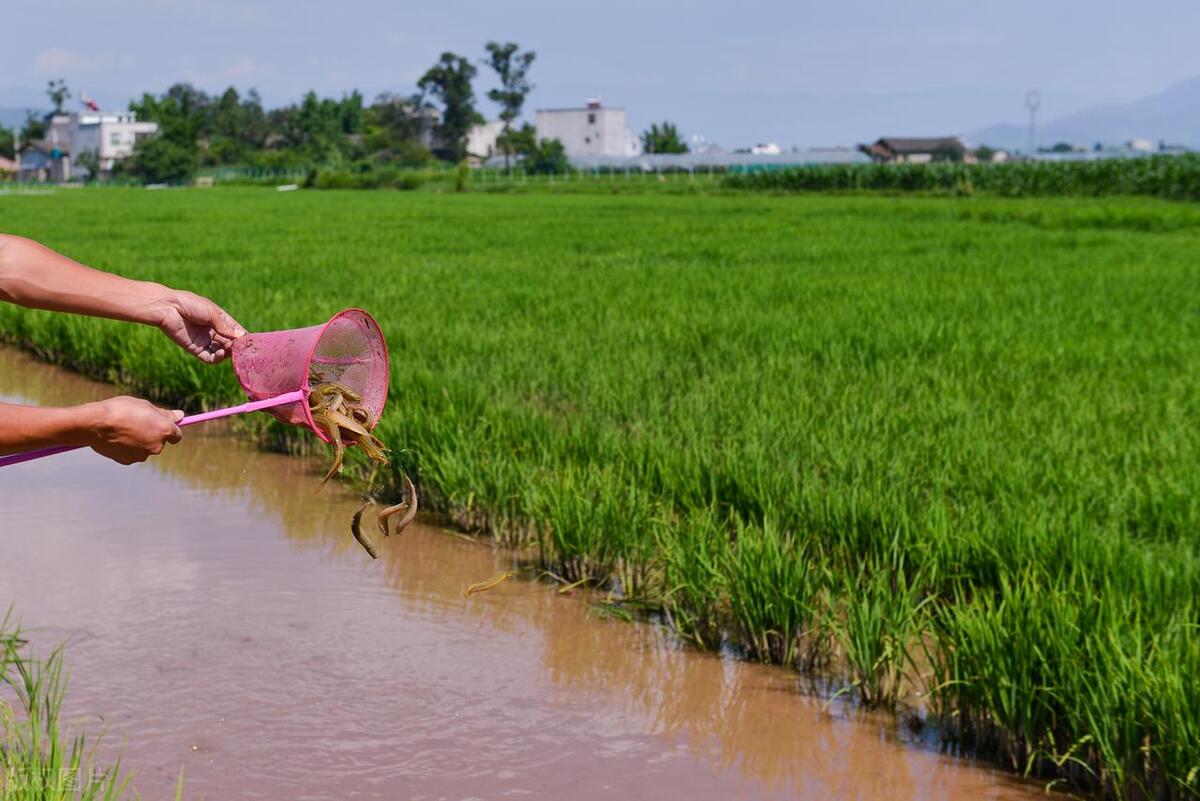 泥鳅水花常见病害及解决方法,泥鳅黄鳝的养殖技术和病害