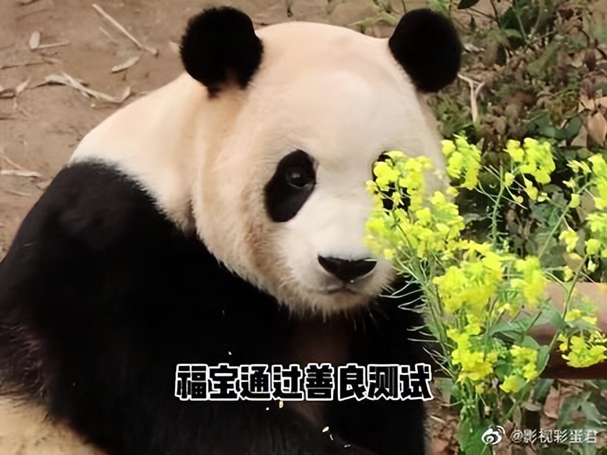 如何看待b站lbw粉丝,如何评价b站up主未明子