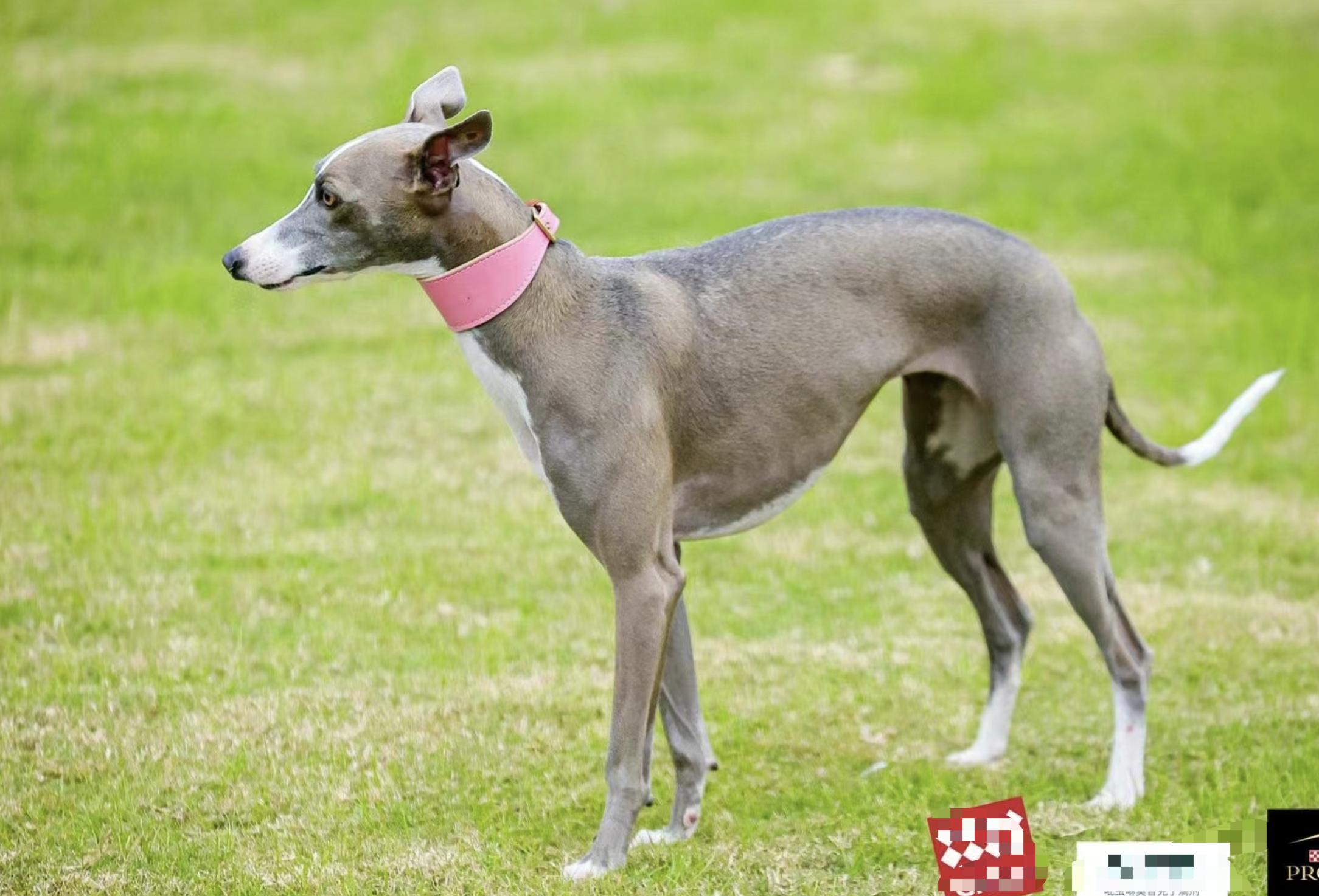 双11狗零食攻略,双11猫粮攻略