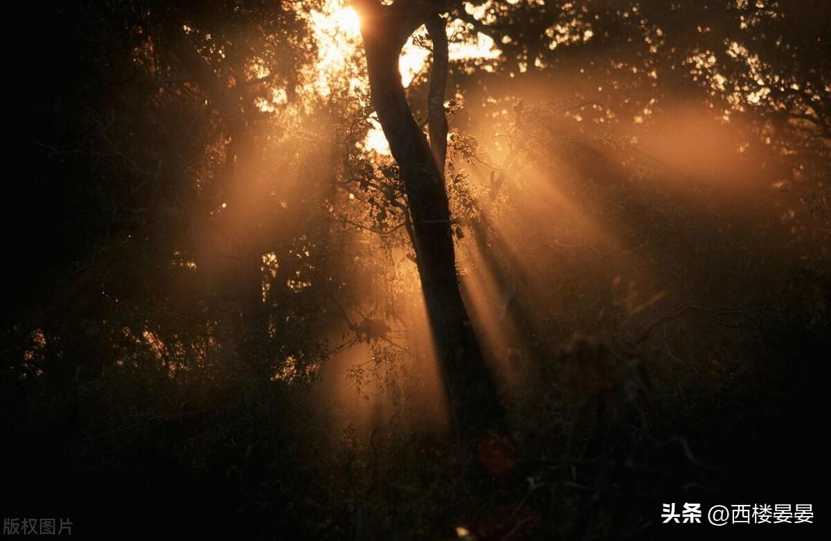 推文|PO《饲犬》by鸣銮悲剧是把美好的东西撕碎给人看