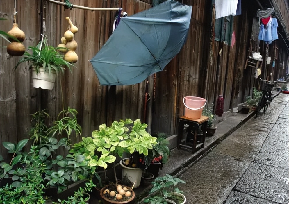 五毒月来临，善用此草可抵万千药方，降压排毒又补肾！医生都在偷偷用