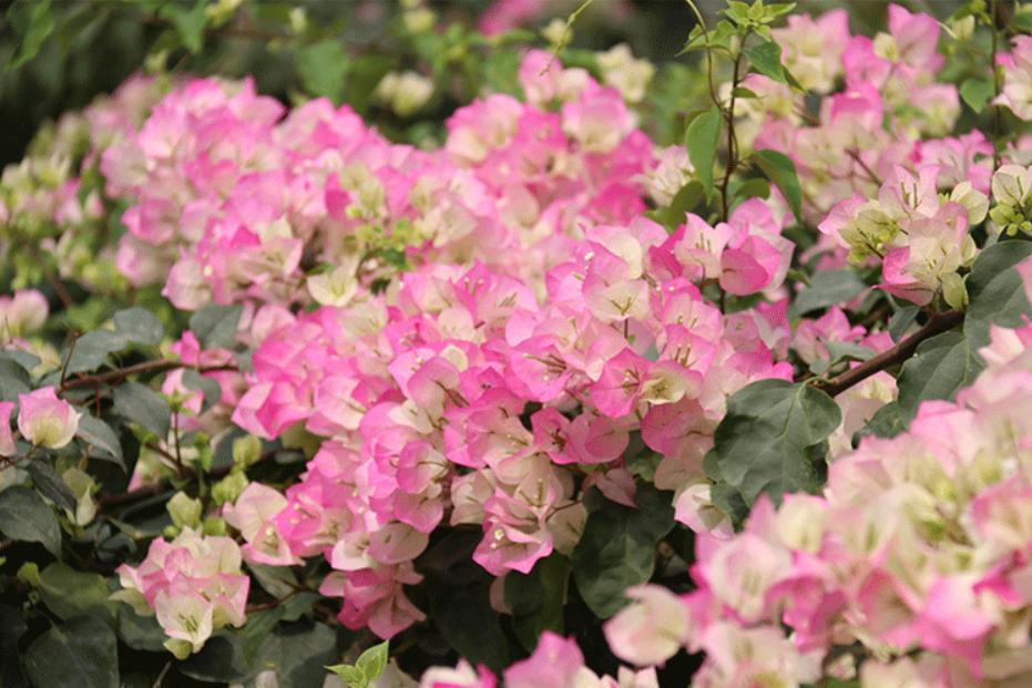 三角梅春季养护小知识,三角梅春天休眠后怎么办