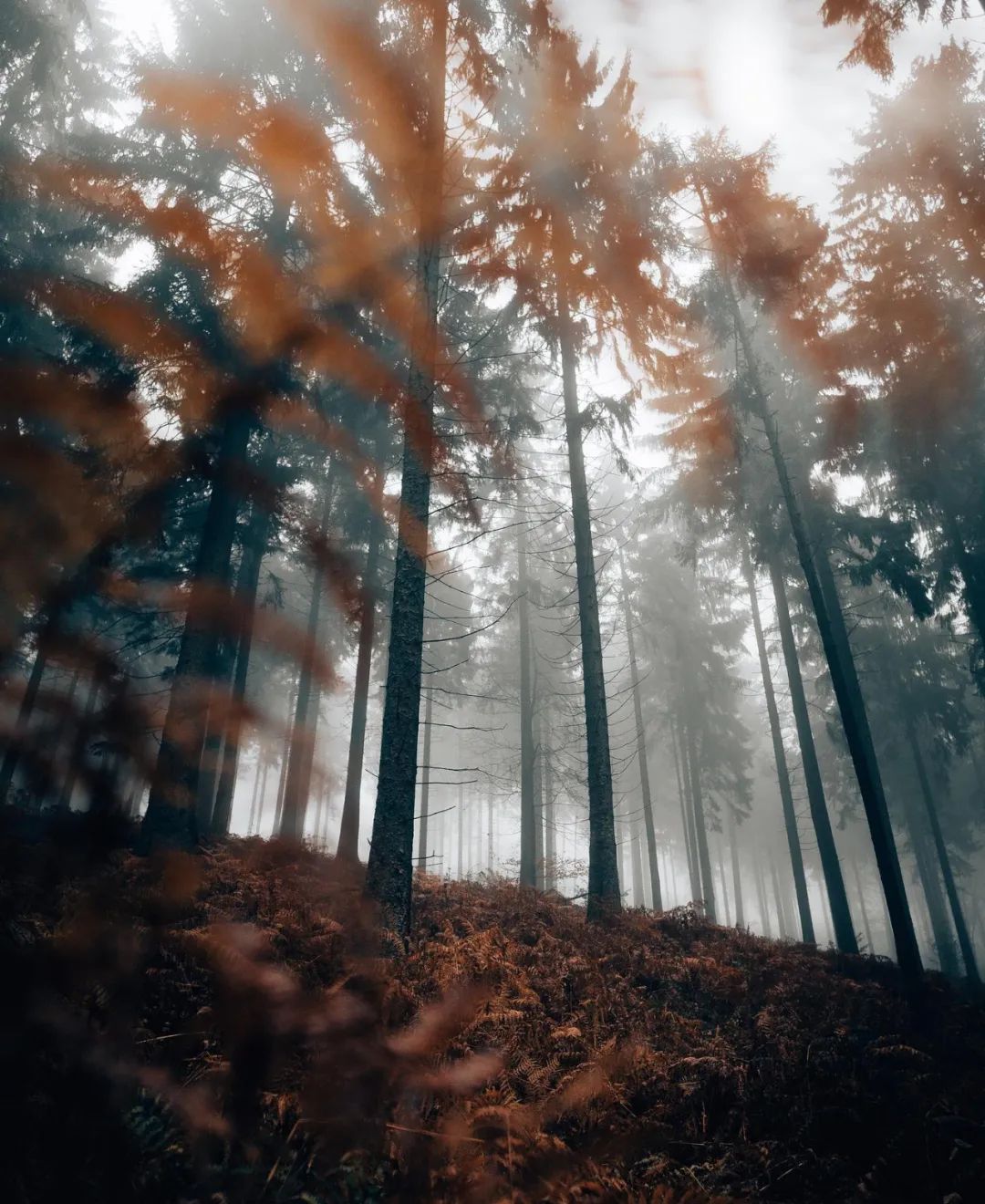 朋友的诗|铁马：我是那荒芜之国被废黜的王