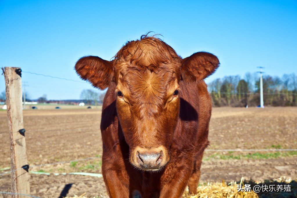 牛的弱点在头部吗,牛的弱点在哪里