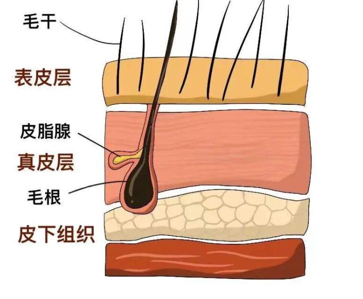 自然卷沙发发质粗硬怎么打理,怎样改善毛糙沙发发质