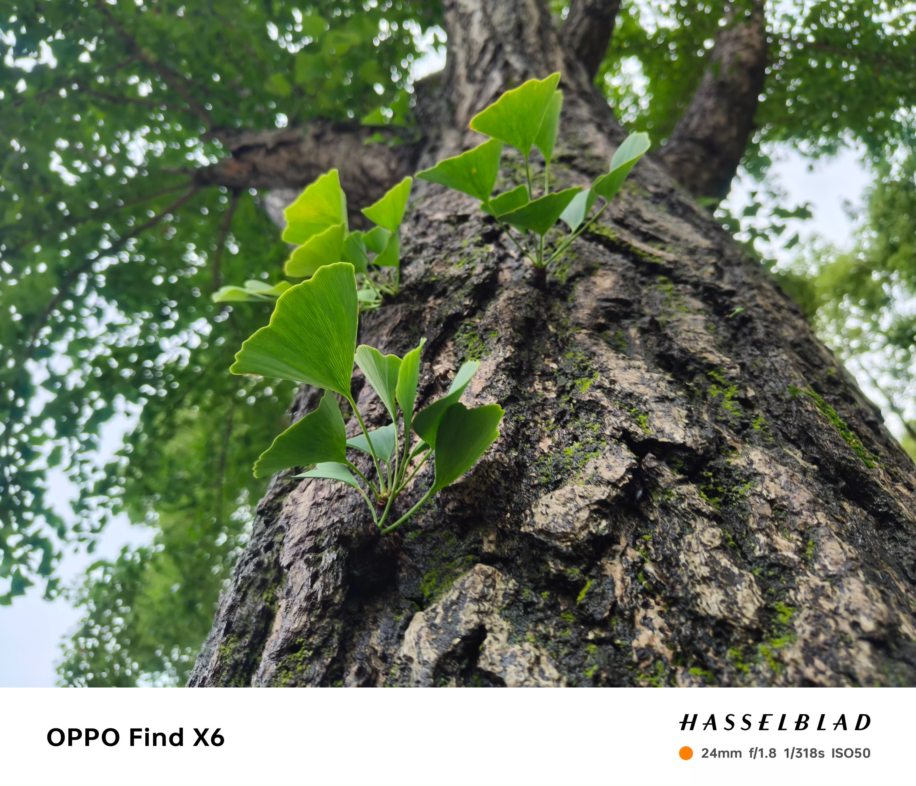 oppofindx6pro真实的拍照体验,oppofindx6pro拍照极致的体验