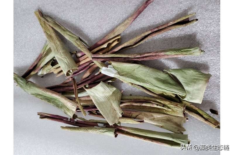 过期的芦荟胶可以废物利用吗,芦荟发酵做杀虫剂