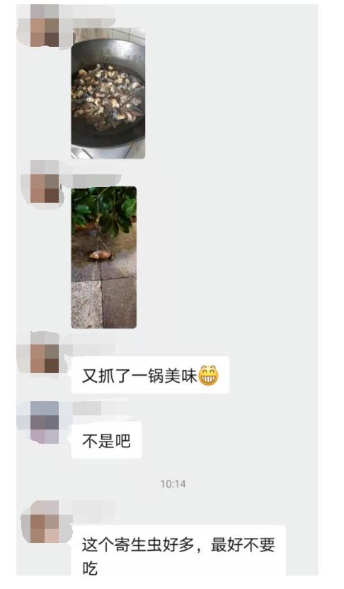 广西多地出现非洲大蜗牛，印度把它当美味，可能引发脑膜炎风险