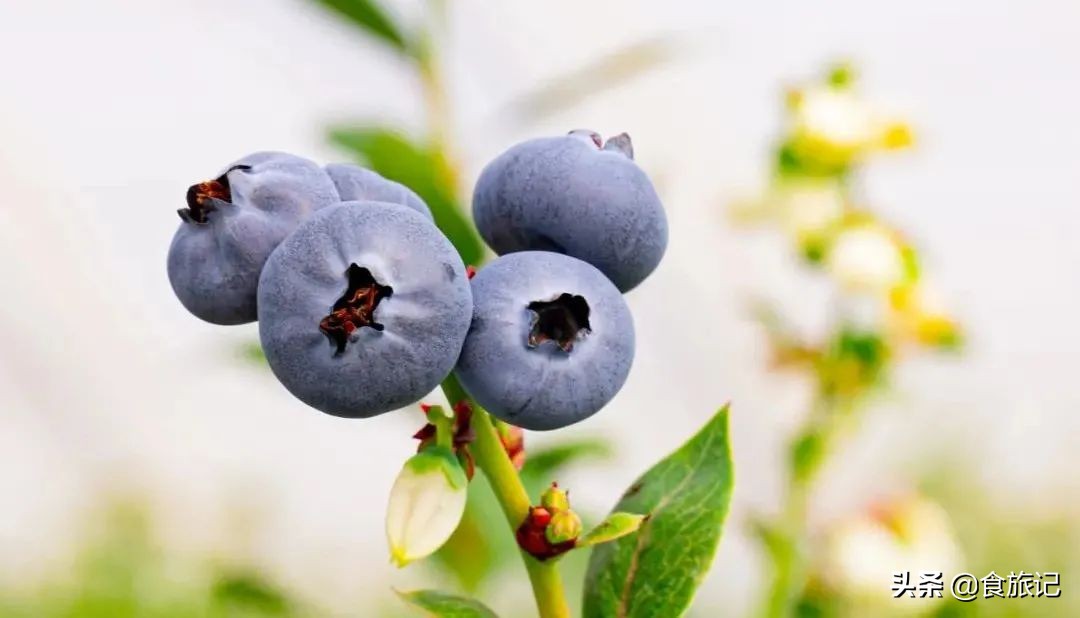 对不起蓝莓,再也不说你只能当摆盘用了