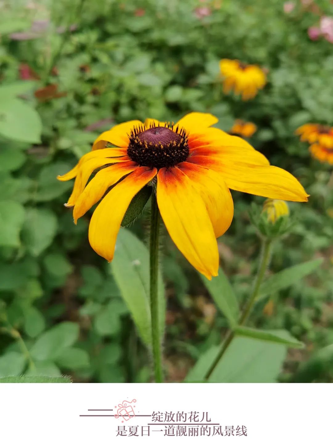 参观国家植物园收获与感悟,参观秦岭国家植物园