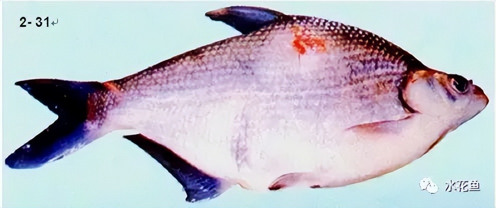 鱼类肿瘤治疗视频,鱼类淋巴囊肿病症状及防治