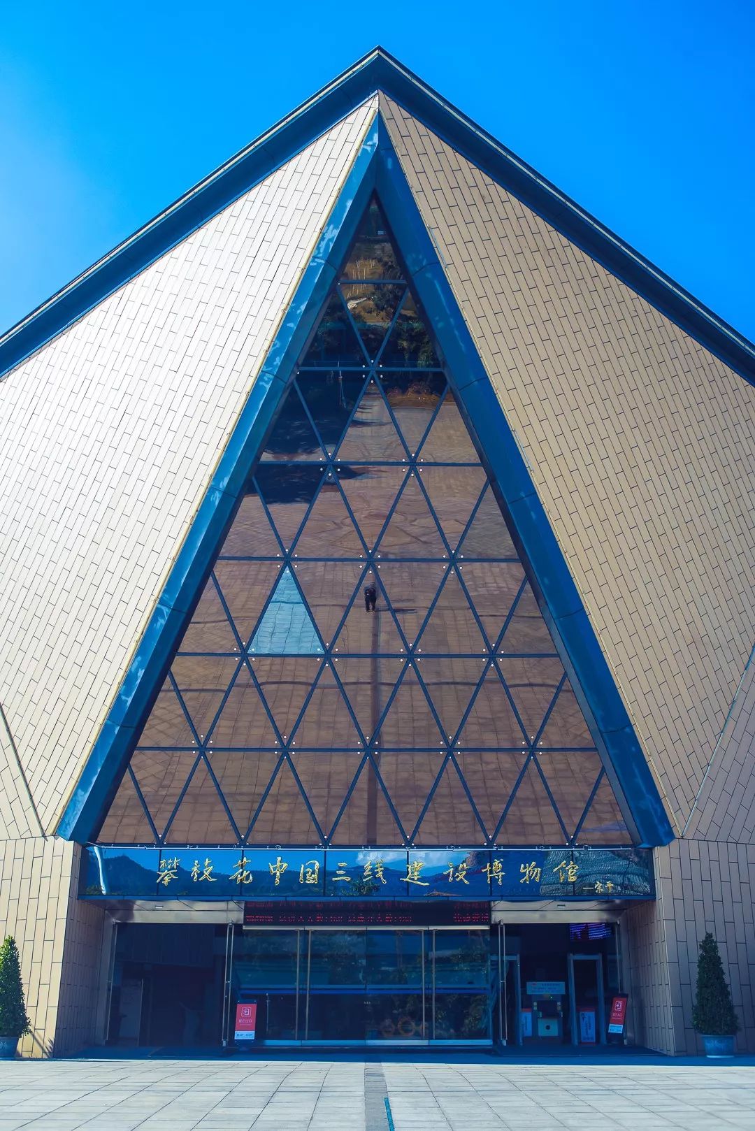 攀枝花是一种什么花,什么是攀枝花铁树