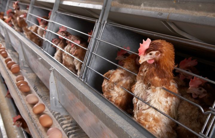 养鸡场废水处理一体化设备,安徽养鸡场废水处理技术