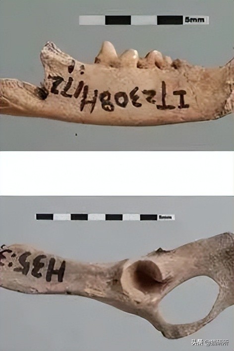 英短猫和美短哪个好养,英短跟美短猫咪