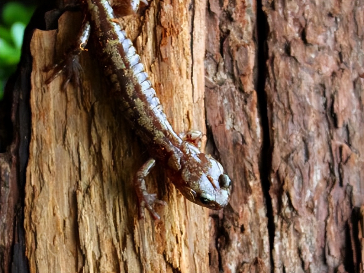 蝾螈从高处摔下来了,流浪蝾螈