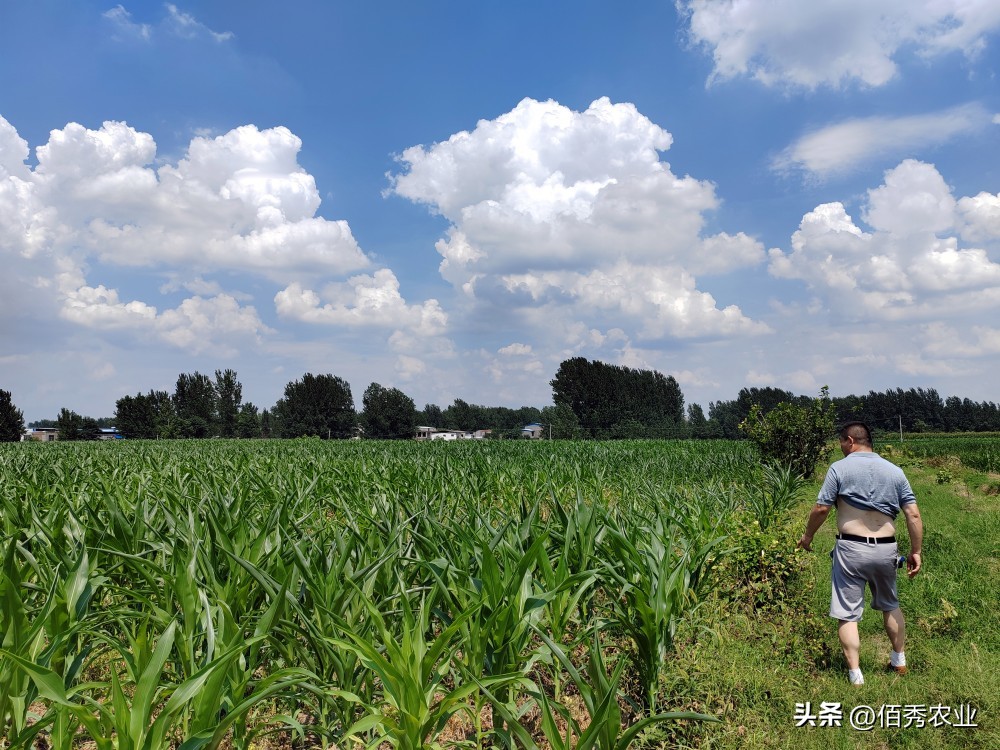 玉米田杂草一次除不净怎么办,玉米除草为什么草不死