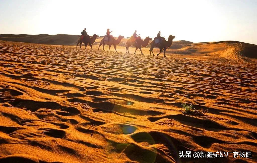 牧民如何辨认骆驼,牧民心中的最美风景牦牛