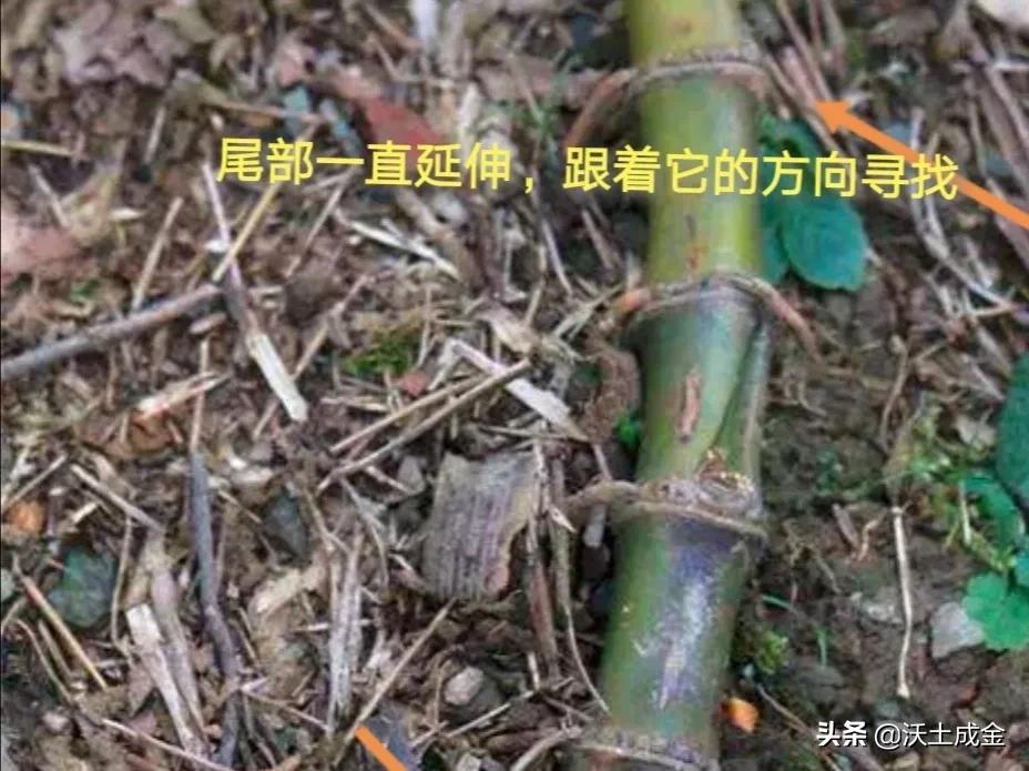 冬季挖笋正当时，不懂找冬笋？记住这3个小窍门，挖笋并不难