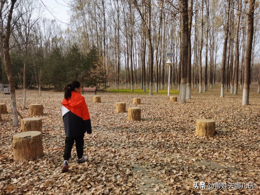 骑行国家森林公园,徒步骑行森林公园