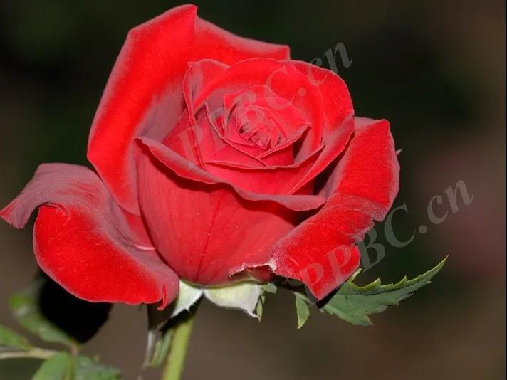 植物花语系列图片大全,绿玫瑰花名称与花语