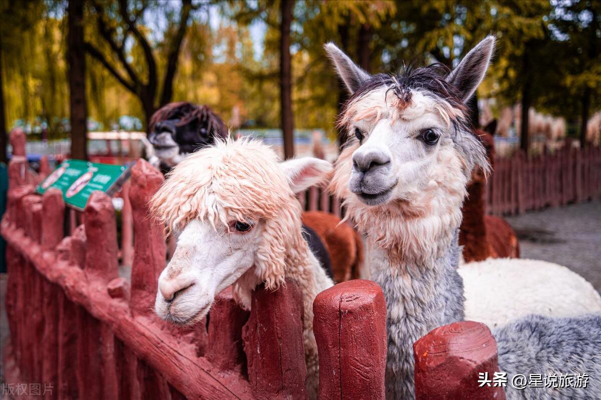 上海5a级景点排名榜名单公布,上海周边有山的5a景区