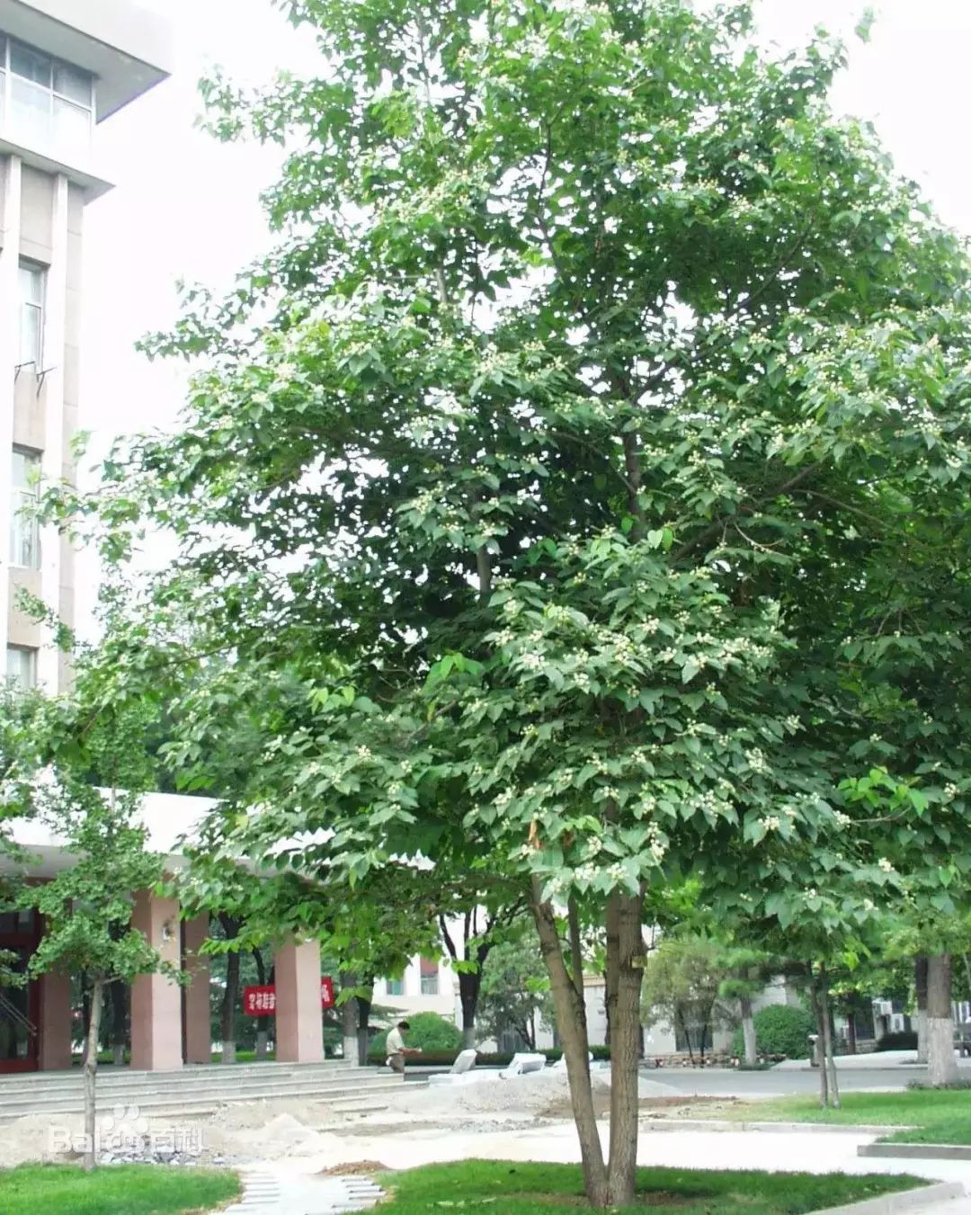 植物识别小口诀，总结的太全了！